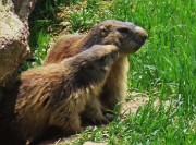 74 Marmotte sulla porta di casa...